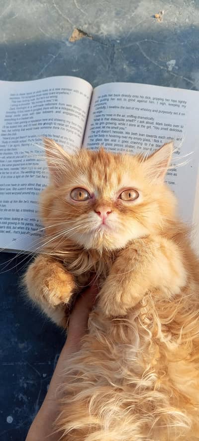 kitten for sell