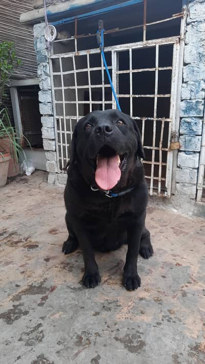 Imported bloodline Female labrador