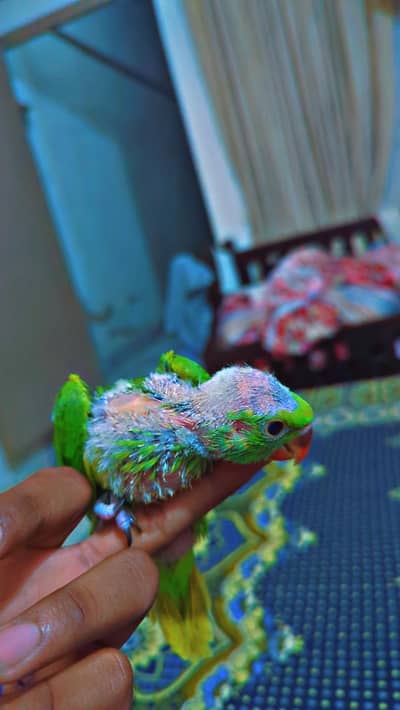 Ringnack chiks for sale