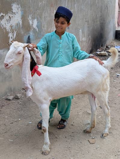 adil khan