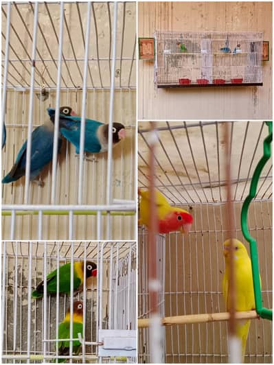 love birds 2 breeder pair