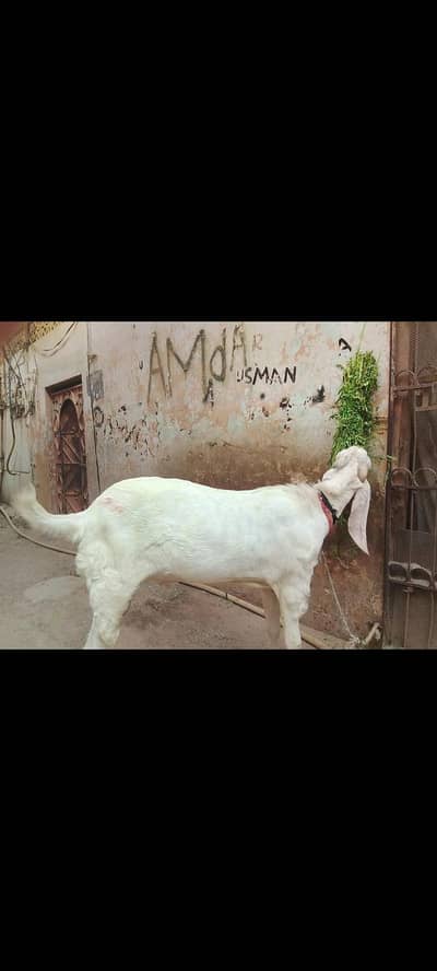 andu hai ghr ka Pala hua h