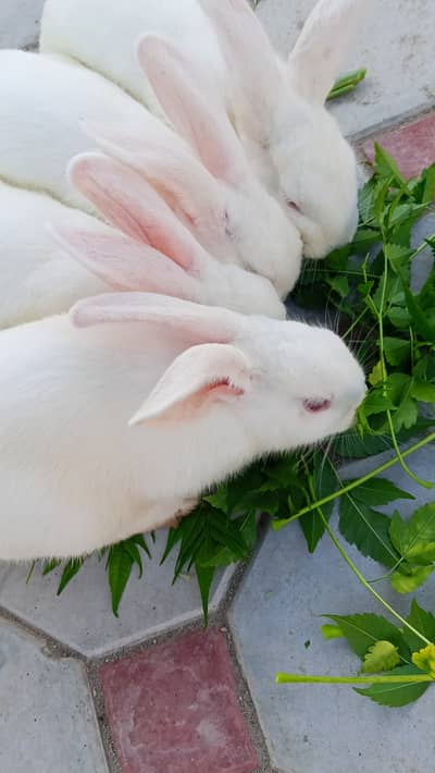 Rabbits