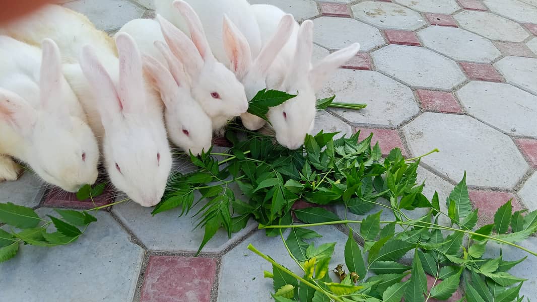 Rabbits 1