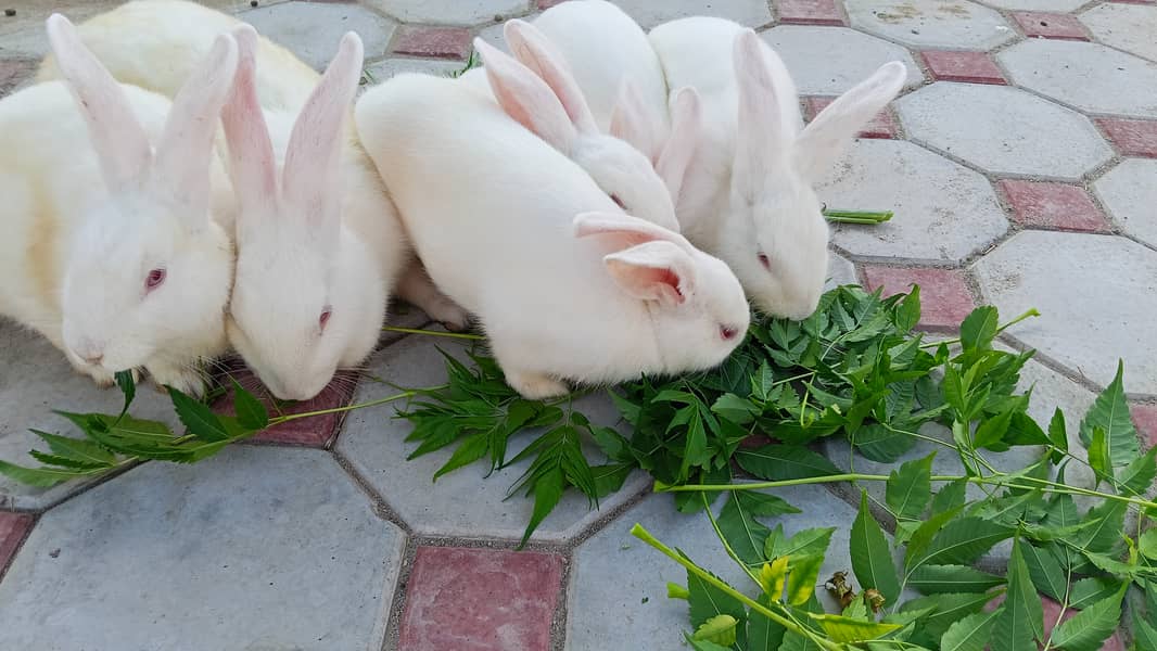 Rabbits 2