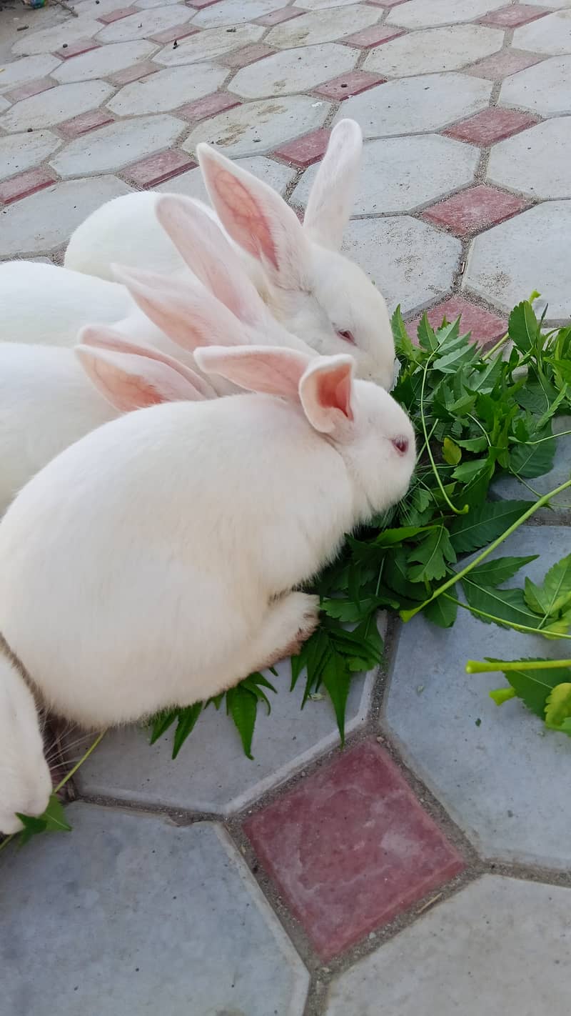 Rabbits 3