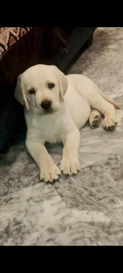 Labrador puppie