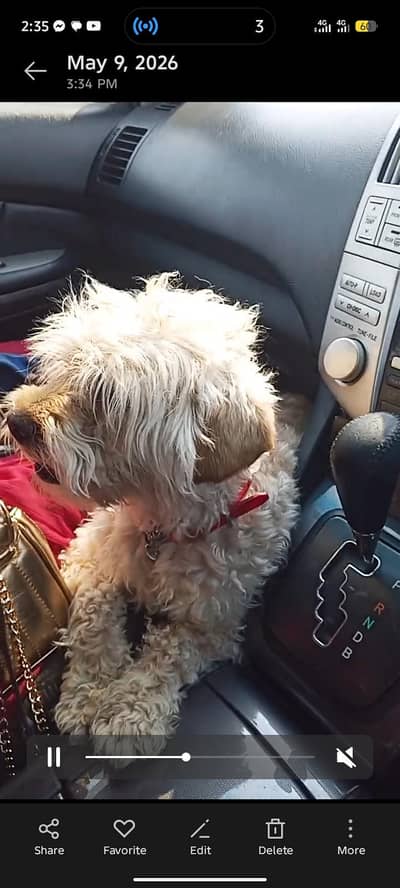 toy poodle papi butifull look