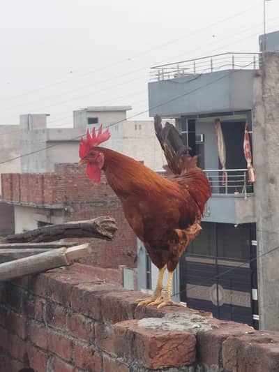 Desi Murga for Sale