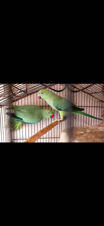 This is  Breeder pair for Ringneck