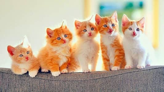 5 small cats