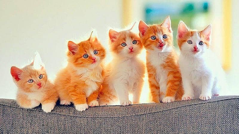 5 small cats 0