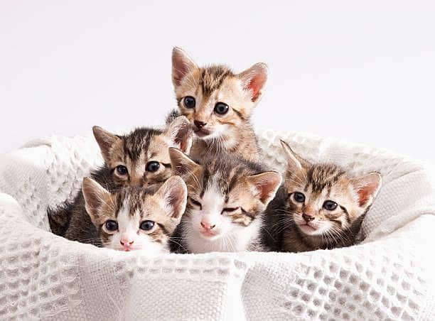 5 small cats 1