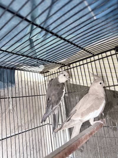Charcoal breeder pair for sell