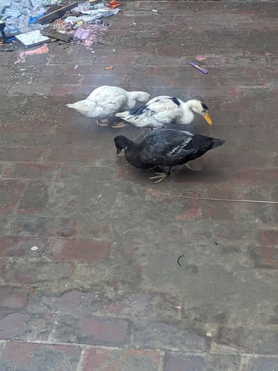 ducks available exchange possible