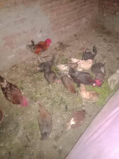 13 murgi 2 murgy