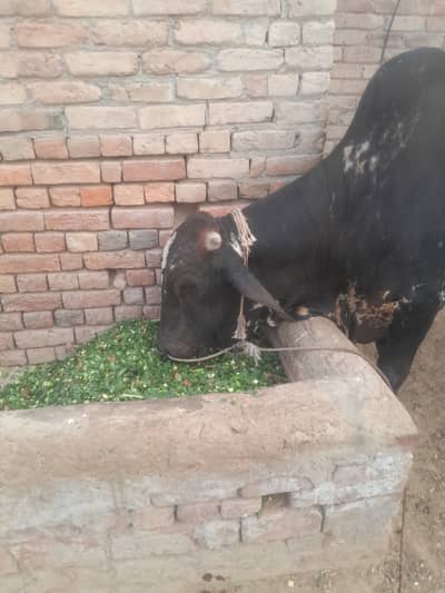 Bull for sale for Eid ul Azha