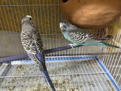 Black wing / bf and combo budgies for sale