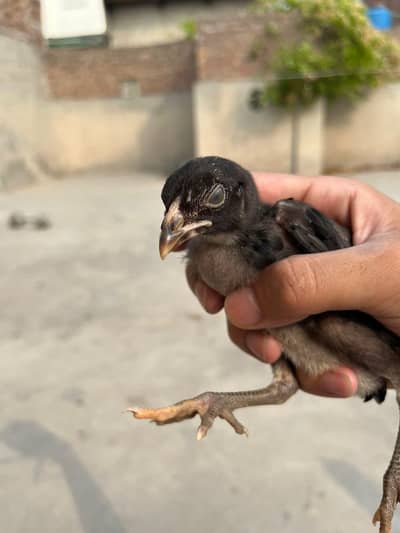 aseel murgi 7 chicks
