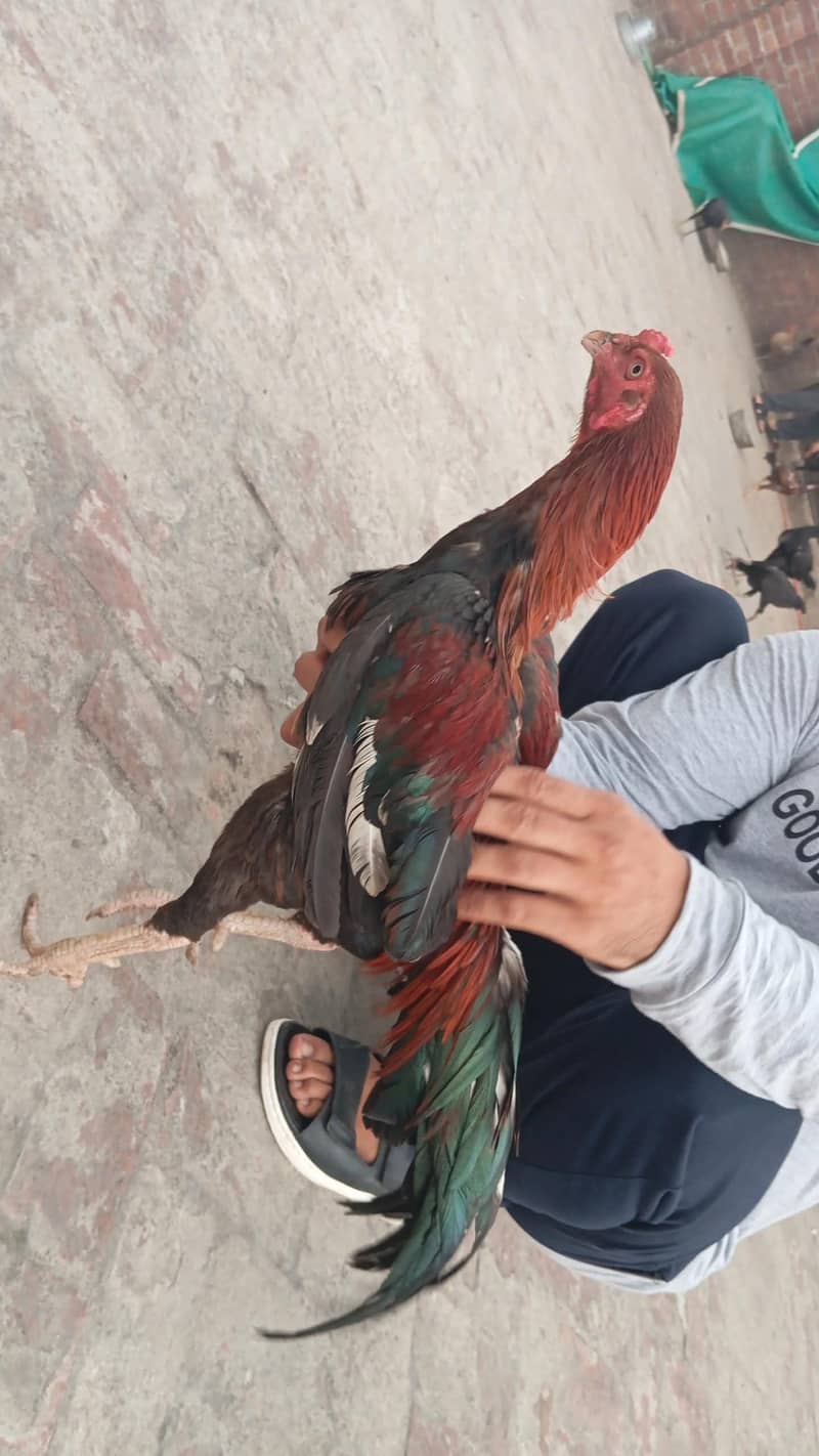 lakha aseel 1