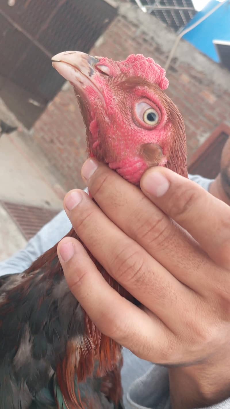 lakha aseel 2