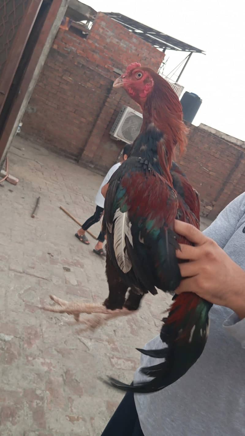 lakha aseel 3