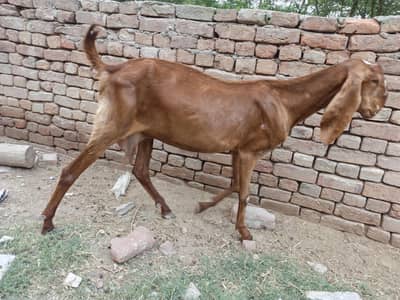 Desi bakri for sale with two kids