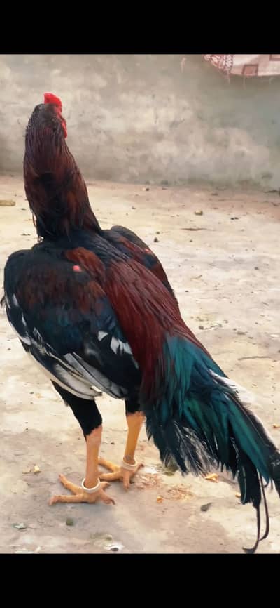 Mianwali High Quality Chicks