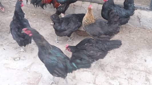 Australorp males ( rosters ) for sale 03224728433