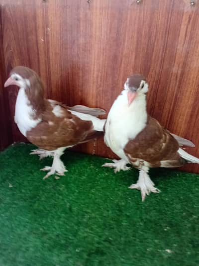Pigeon sherazi chicks