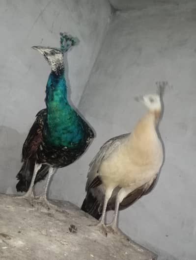 blue shoulder peackock male and female pair totally home feed ,