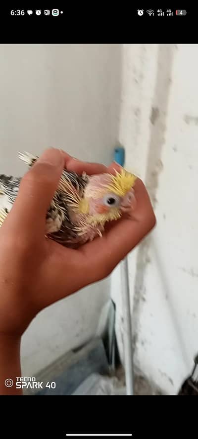 beautiful Cocktail chicks available