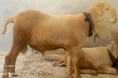sheep For sale 2026 Qurbani.