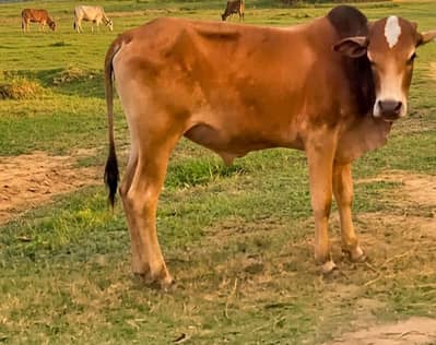 You should use a clear name like "Healthy Young Brown Calf for Sale. "