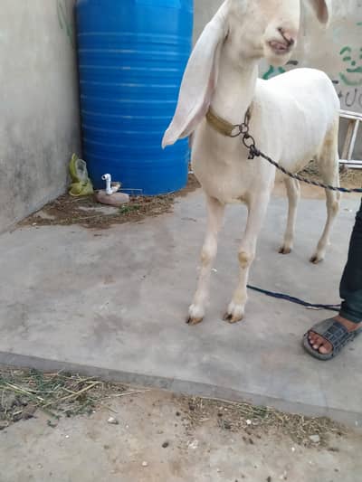 dumba pure larkana