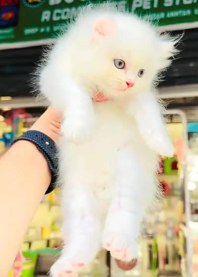 Persian cat for sale my WhatsApp number  03703659905