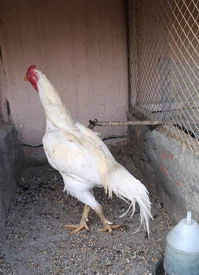 Mianwali Aseel white cheena patha