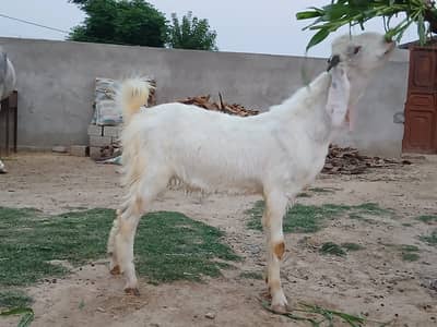 Qurbani Bakra | Pure Dasi Multiple Goats/Bakra Available | 70k to 110K
