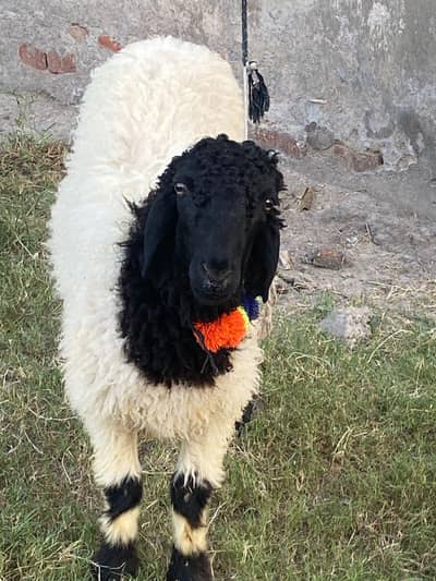 sheep for sale