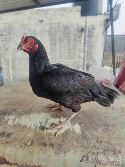 Aseel Hens for Sale – Pure Black & Cheeni Lassani
