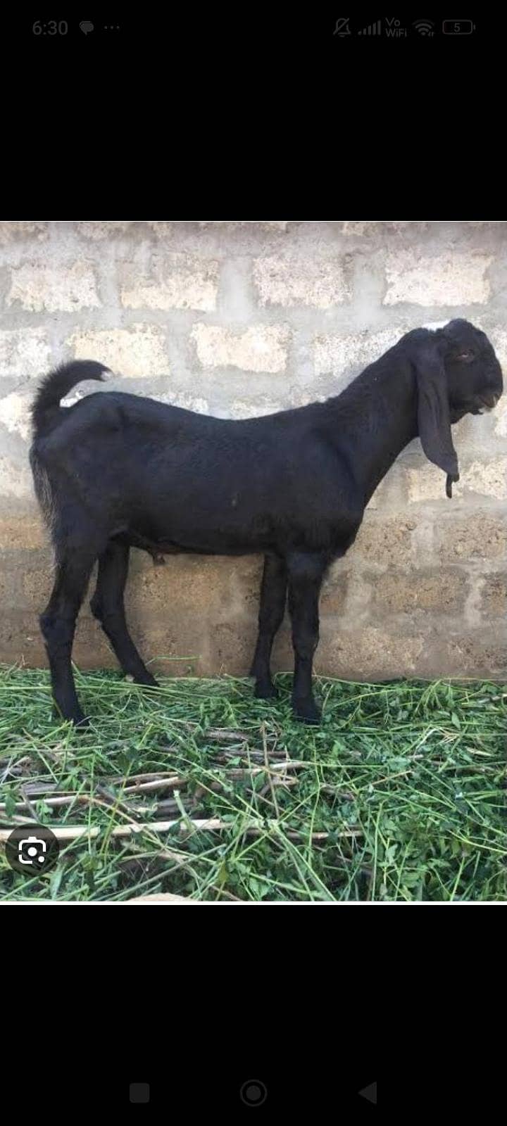 Desi Bakra qurbani 2026 1