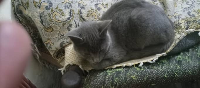 saimen kitten