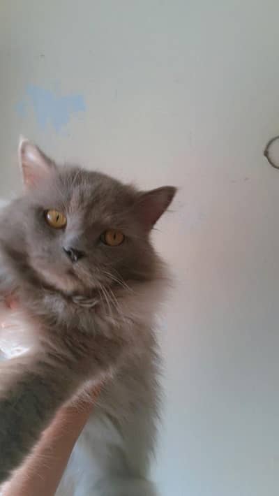 cats for sale . male . female. kittens