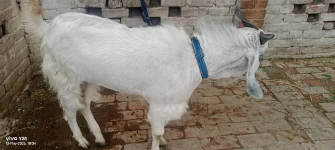 Sale Bakra For Qurbani 2026