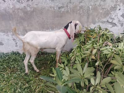Qurbani Bakra Available - Qurbani Goats for sale ,Qurbani walay Bakray
