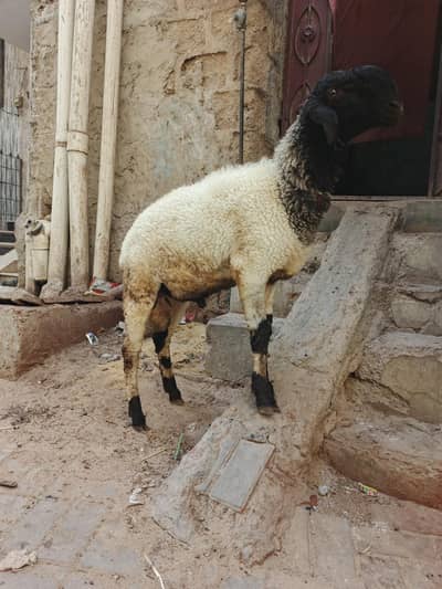 2 daant dumba qurbanii ke liye