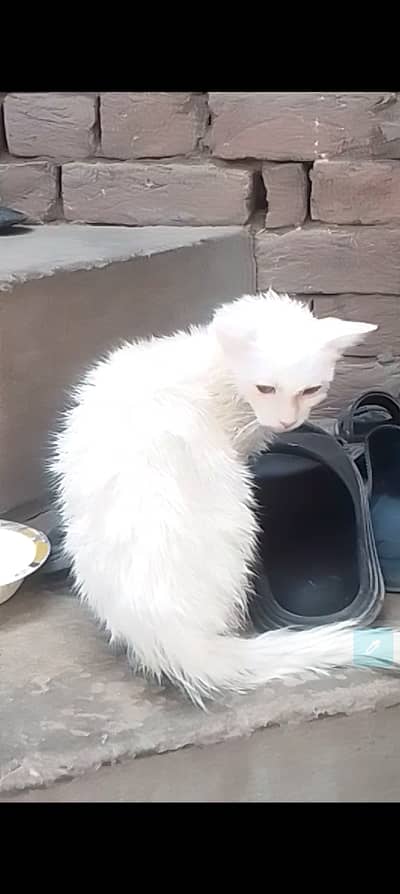 Persian cat urgently for sale