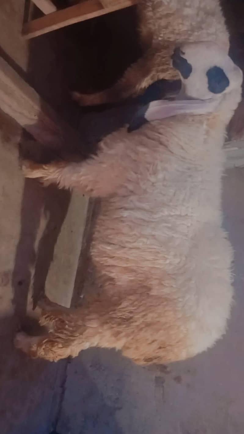 چھترے 1