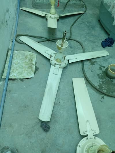 Celling fans