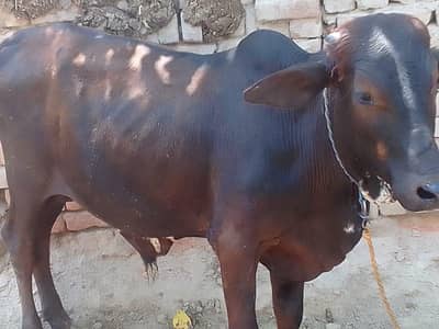 donda vacha for sale